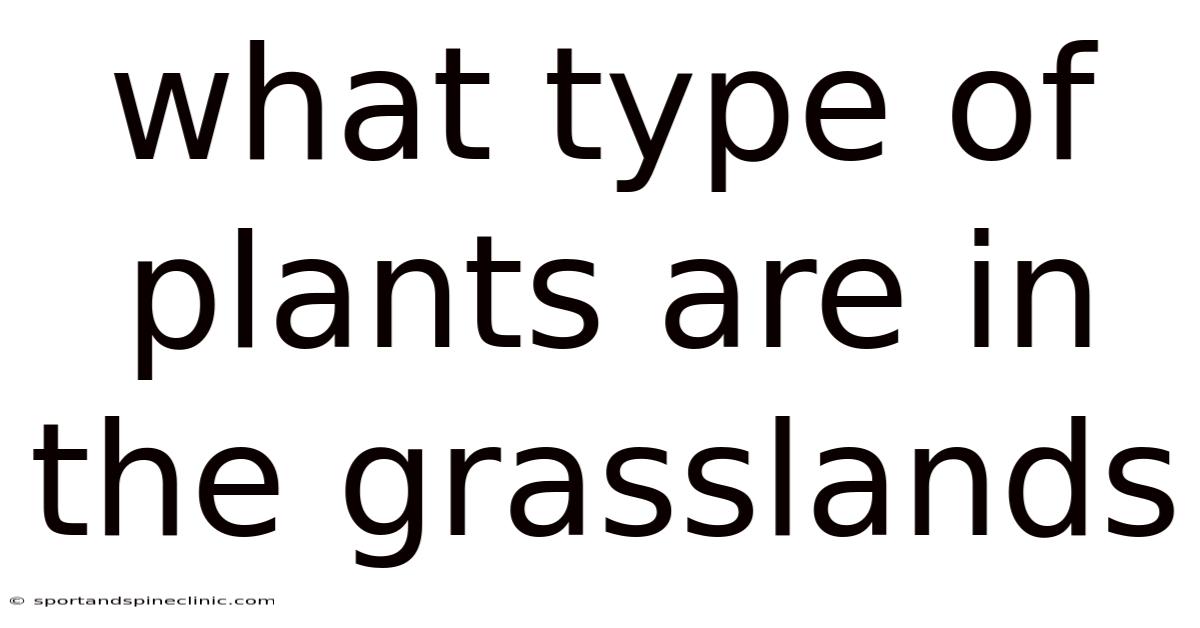 What Type Of Plants Are In The Grasslands