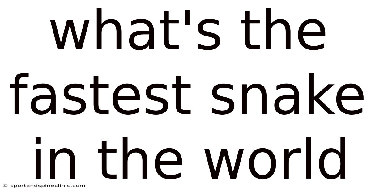 What's The Fastest Snake In The World